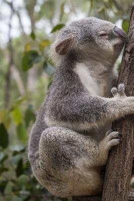 Download Koala Hanging Around Journal: Take Notes, Write Down Memories in This 150 Page Lined Journal - NOT A BOOK file in PDF