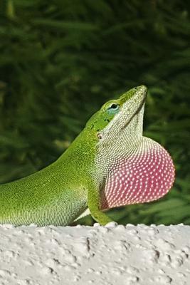 Download Green Anole Lizard Journal: 150 Page Lined Notebook/Diary -  | PDF